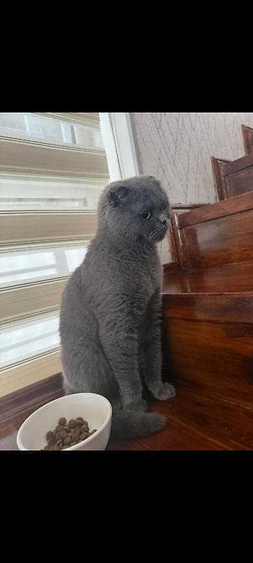 кошка котёнок: Скотиш Страйт (Шотландская прямоухая), 2 месяца, Девочка, Голубой, Приучена к лотку — 4