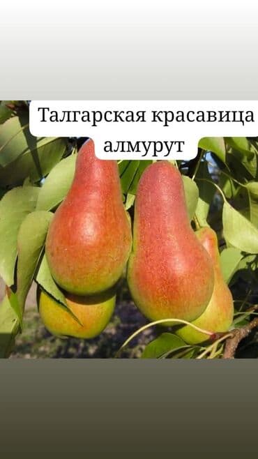 продукты для суши оптом: Саженцы плодовых деревьев. Алмурут көчөттөрүнө заказ алып жатабыз! 📅 — 5