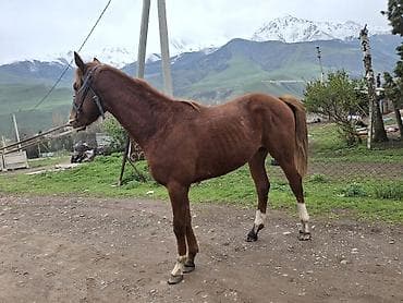 кдц корм для цыплят: Продаю | Жеребец — 1