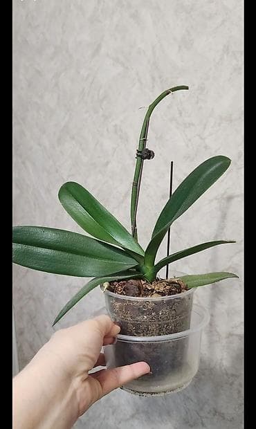 цветы архидея: Орхидея нежно розового цвета в прозрачном пластиковом горшке с — 1