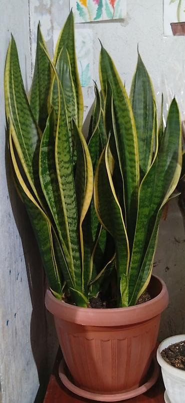 геран гул: Продаю тещин язык г. Токмок. Возраст больше 5 лет — 3