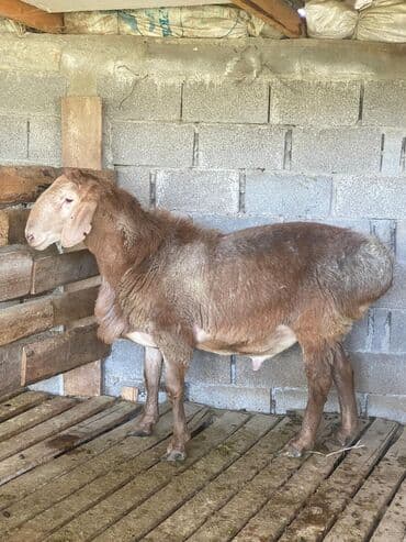 в связи с переездом отдам попугая жако в добрые руки: Продаю | Баран (самец) | Арашан | Для разведения | Племенные — 1
