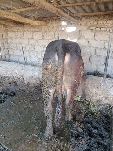 продам домик для кошки: Продаю | Бык (самец) | На откорм | Привязанные — 4