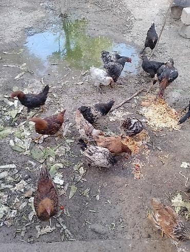 продам суточных цыплят: Домашняя молодка/петушки, дворовая птица смешанных пород. - Возраст — 3