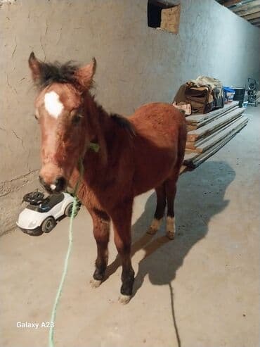 домик для животных: Продаю | Жеребенок | Рабочий — 2