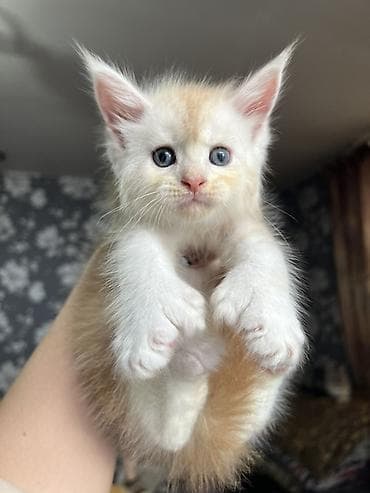 бенгальская кошка цена бишкек: ✨ Эксклюзивные полидактильные мейн-куны ✨ Предлагаются к продаже — 2