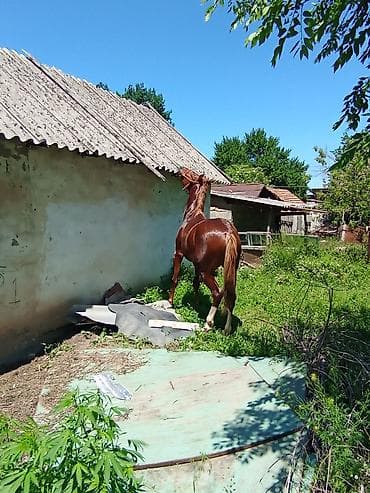 домашний животные: Продаю | Жеребец | Полукровка | Конный спорт — 3
