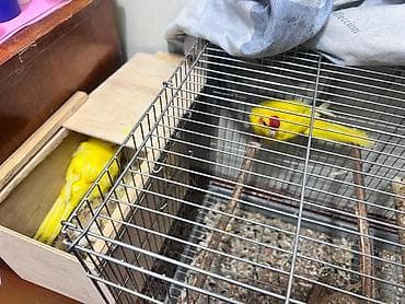 певчих папугай: Какарико (краснолобый какапо/краснолобый попугай) жёлтой мутации в — 5