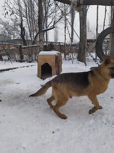 продам друга: Авчарка ИТ сатам — 3