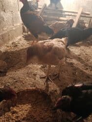 продажа домашних животных: Сатам | Тооктор, Балапандар | Дакан | Тебиштирүү үчүн — 9