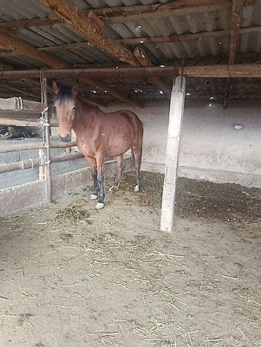 симментал бык: Продаю | Кобыла (самка) | Английская | Рабочий | Племенные — 2