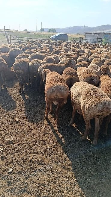 Продаю | Баран (самец) | Для разведения | Матка at lalafo.kg Продаю | Баран (самец) | Для разведения | Матка