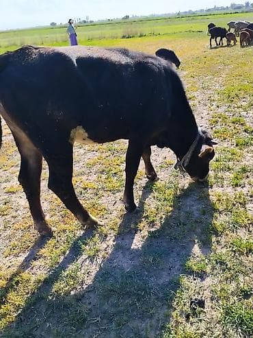 сингапурская кошка купить: Продаю | Тёлка | Алатауская | На откорм — 3