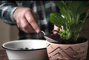 Лимоны: 🌿 *Флорист на выезд (дом/офис)* Опыт более 10 лет! Забочусь о цветах — 4