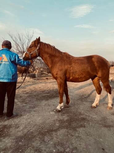 Мышыктар: Сатам | Тай | Көбөйтүү үчүн — 2