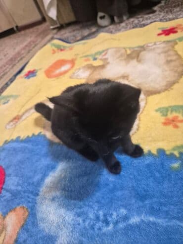 шары для хомяков: 3 месяца, Девочка, Приучена к лотку — 3