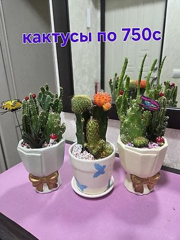 песто: Аглаонемы декоративные в горшках - Разновидности с розовой, пестрой и — 8