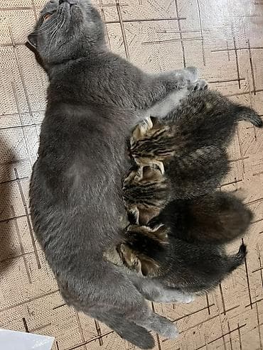 Продаются Шотландские котята (скоттиш-фолд/страйт) ( отец золотая