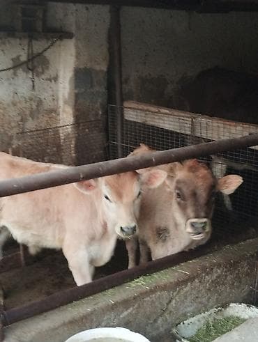 быки на мясо: Продаю | Бык (самец) | Полукровка | На откорм | Привязанные — 1