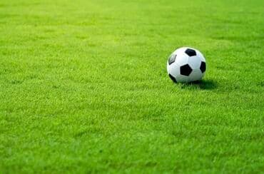 для газона: Газон Семена европейского газона DLF (Дания) *Солнечные *Теневые — 7