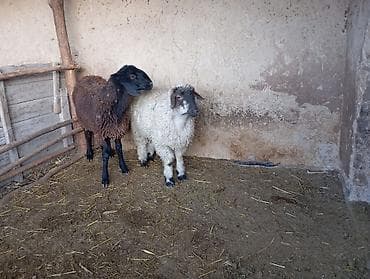 болонка собака: Продаю | Овца (самка) | На забой — 4