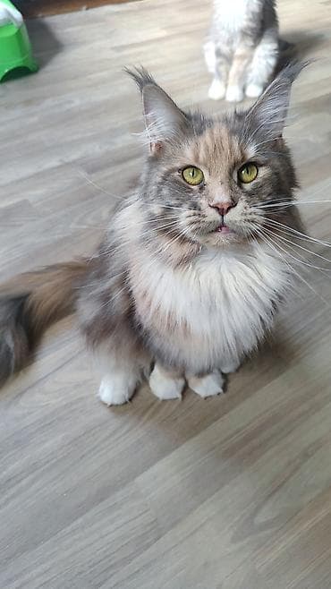 кот сиамский: Мейн-кун, 9 месяцев, Девочка, Черепаховый, С документами — 2