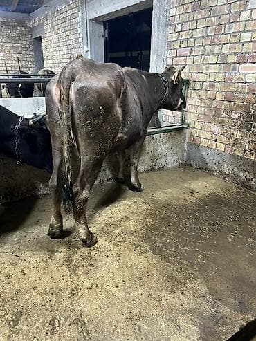 кукурузные хлопья: Продаю | Корова (самка) | Алатауская, Бельгийская, Абердин-ангус | Для молока | Племенные — 3