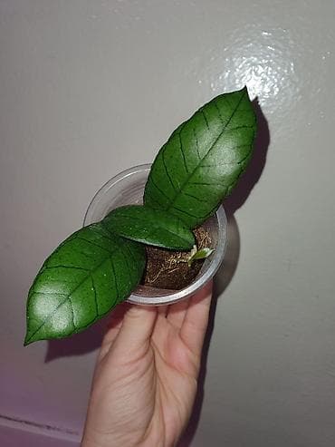 Комнатные растения: Хойи
Цены 200, 300, 400 сом — 7