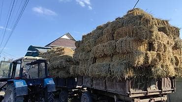 сиамская кошка даром: Салома в тюках - Размер: прямоугольные тюки, удобные для погрузки и — 1