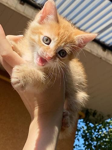 котики в оше: Пропала : Беспородная, Мальчик — 2