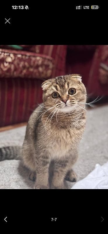 золотые рыбы: Скотиш Фолд (Шотландская вислоухая), 1 год, Девочка, Золотая шиншилла, Приучена к лотку, Проглистована — 7