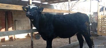 Продаю | Тёлка | Алатауская, Голштин | Для разведения, Для молока | Стельные