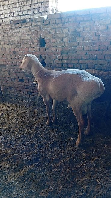 мой рэббит бишкек: Металл тосмо, Башка материал, Декоративдик, Акысыз жеткирүү — 3