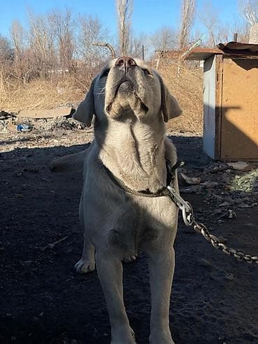 лабладор собака: Лабрадор-ретривер, самка, светло-бежевый (палевый) окрас. Крупный — 1