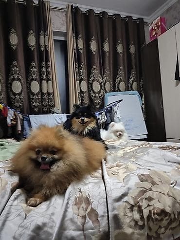 собака продам: Шпиц, 2 года, Самец — 4