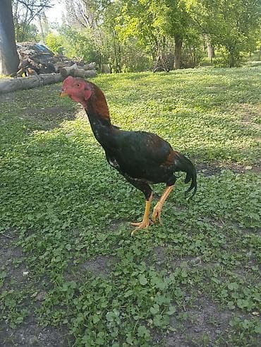 сары булун: Сатам | Короздор | Тебиштирүүчү | Тебиштирүү үчүн — 4