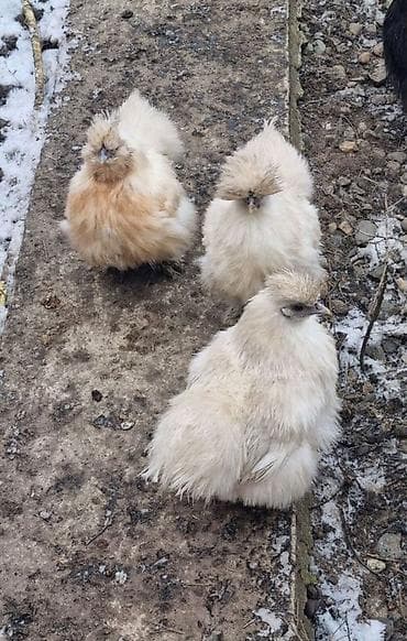 На продажу куры петухи шелковые