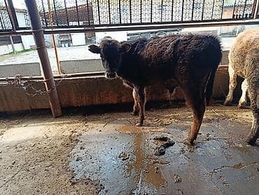 птицы бишкека: Продаю | Бык (самец) | На откорм | Привязанные — 4