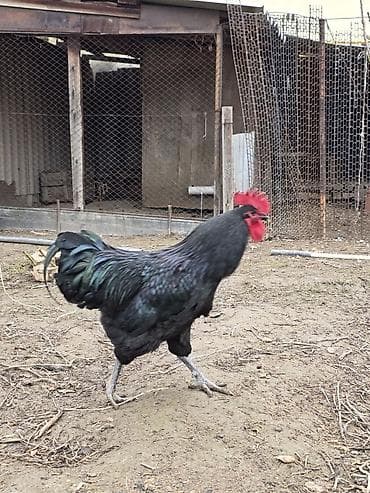 Продаю | Петух | Для разведения