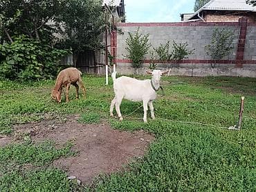 Продаю | Бык (самец) | Алатауская | На откорм | Привязанные — 5