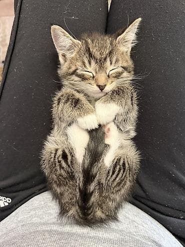 корниш рекс: Котёнок, полосатый табби с белыми «носочками» и грудкой. Описание: - — 3