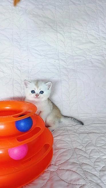 шатландский кошка: Скотиш Страйт (Шотландская прямоухая), 1 месяц, Мальчик — 4