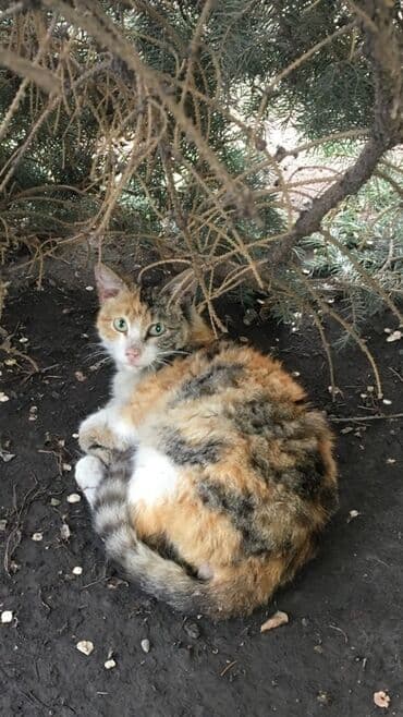котенок шиншилла цена: Молодая кошка с трехцветным окрасом, сочетающим рыжие, черные и белые — 1
