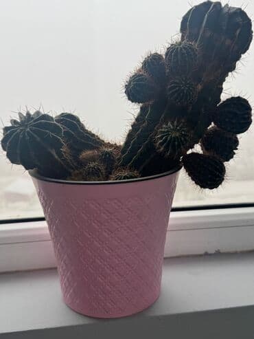 голландские семена в бишкеке: Продаю цветы — 1