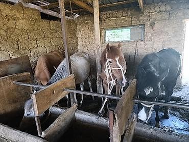 корм алер: Продаю | Кобыла (самка) | Полукровка | На забой — 2