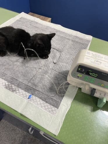 корм для домашних животных: Ветеринарная клиника 🐱🐶🐏 Лечение домашних животных 🩹🩺 - Хирургическое — 9