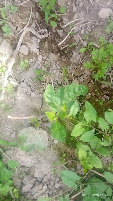 семена перес: Саженцы инжира (Ficus carica) - Вид: листопадный плодовый — 4