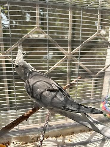 Корелла (нимфа) окраса серый/белый с хохолком. Птица в просторной