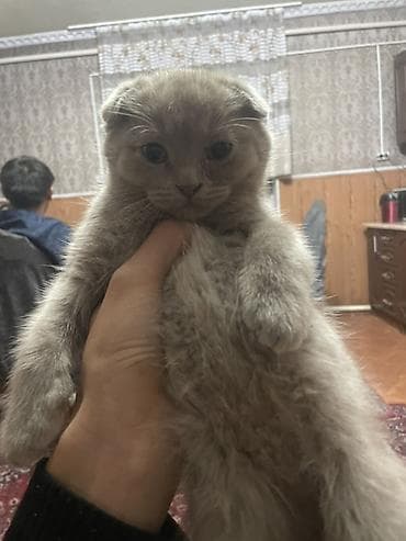 Шотландский вислоухий котёнок, окрас голубой (серый). Плюшёвая густая