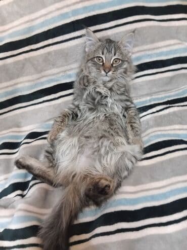 французкий бульдог цена: Мейн-кун, 3 месяца, Мальчик, Серый, Приучена к лотку — 4